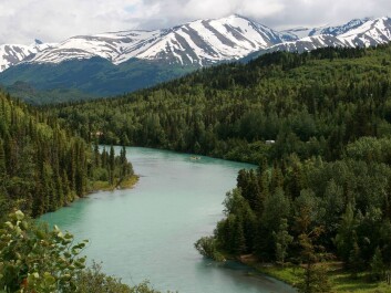 Sport and commercial fisheries along the glacial Kenai River generate millions of dollars of income for the state of Alaska. But this fluctuates due to more variable river flow caused by an increase in glacier melt and flooding when glacial lakes upstream burst their banks. (Photo: Wikipedia) Sport and commercial fisheries along the glacial Kenai River generate millions of dollars of income for the state of Alaska. But this fluctuates due to more variable river flow caused by an increase in glacier melt and flooding when glacial lakes upstream burst their banks. (Photo: Wikipedia)