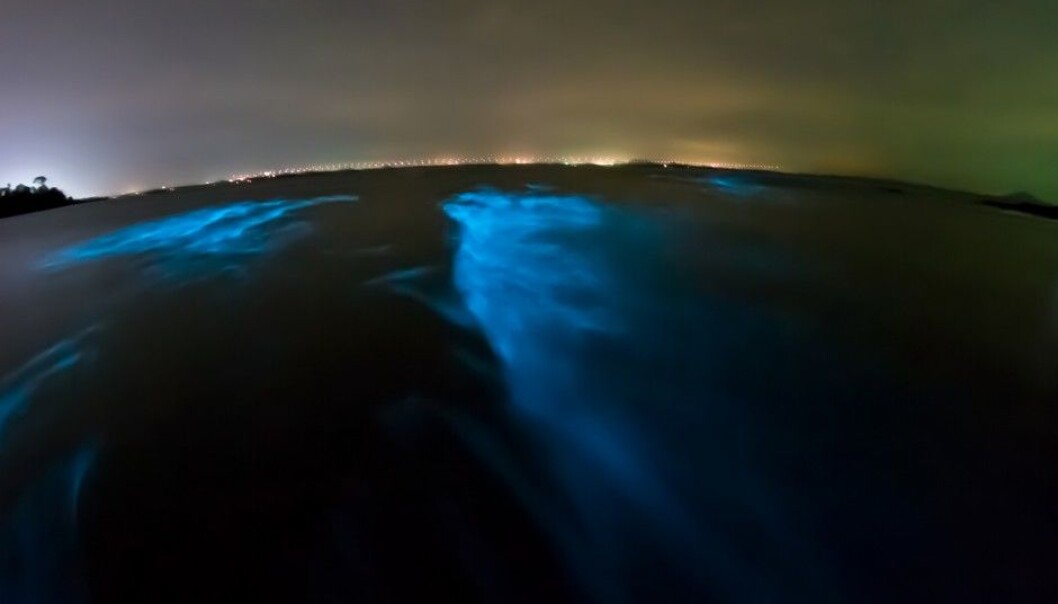 Bioluminescence can be a defence mechanism against predators. (Photo: Ilya Sviridenko / Shutterstock / NTB scanpix) Bioluminescence can be a defence mechanism against predators. (Photo: Ilya Sviridenko / Shutterstock / NTB scanpix)