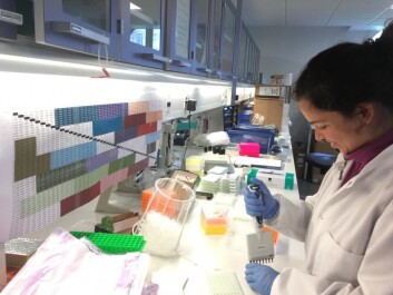 Sidsel Nag busy analysing samples in the laboratory. (Photo: Michael Alifrangis) Sidsel Nag busy analysing samples in the laboratory. (Photo: Michael Alifrangis)