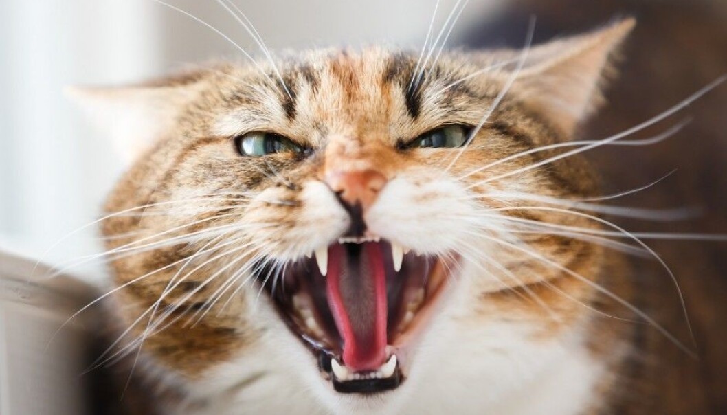 Observations of how a cat walks along with questionnaires filled out by cat owners can facilitate diagnostics of osteoarthritis amongst cats, according to a Swedish PhD study. (Photo: Shutterstock / NTB scanpix) Observations of how a cat walks along with questionnaires filled out by cat owners can facilitate diagnostics of osteoarthritis amongst cats, according to a Swedish PhD study. (Photo: Shutterstock / NTB scanpix)