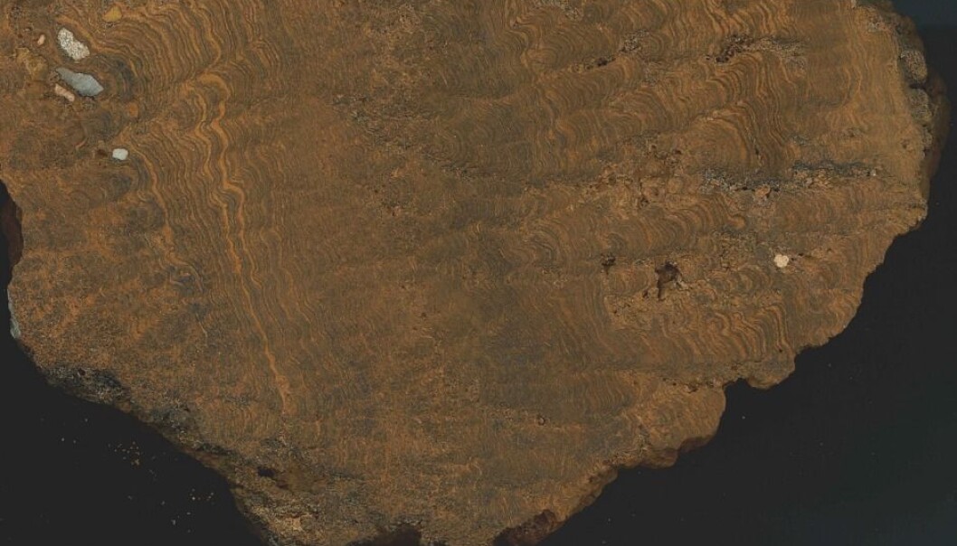 Just a few stones have been pulled up from the sea floor at the North Pole. This one is from the Lomonosov Ridge. (Photo: John Boserup/GEUS) Just a few stones have been pulled up from the sea floor at the North Pole. This one is from the Lomonosov Ridge. (Photo: John Boserup/GEUS)