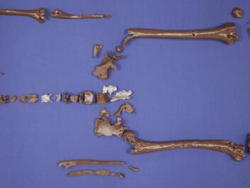 A 3D print of Gorm the Old’s bones in full. The skeleton is incomplete. (Photo: Anthropology Laboratory / Chiara Villa) A 3D print of Gorm the Old’s bones in full. The skeleton is incomplete. (Photo: Anthropology Laboratory / Chiara Villa)
