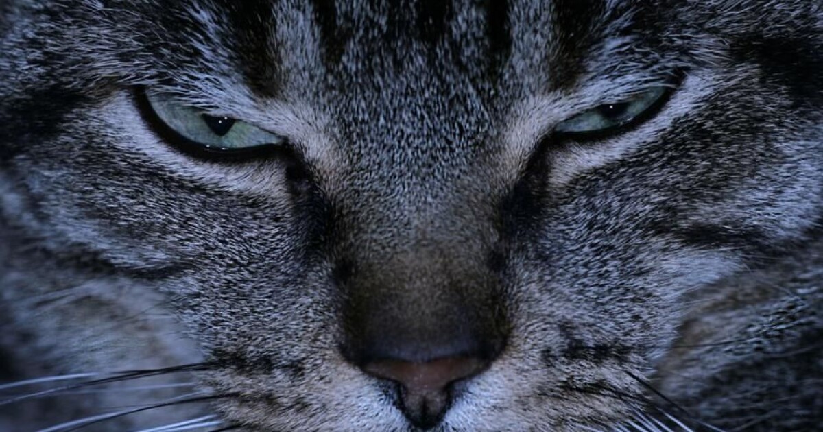 Scientist Australia S Feral Cats Should Be Eradicated