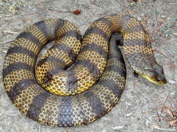 The tiger snake is one of the most dangerous snakes in the world. (Photo: Peter Mirtschin, Venom Supplies) The tiger snake is one of the most dangerous snakes in the world. (Photo: Peter Mirtschin, Venom Supplies)
