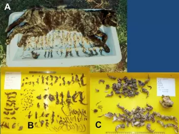 The stomach contents of three Australian feral cats. The contents shown in photo A are undigested, indicating that they were consumed in the previous 24 hours. (Photo: Sally South and The Nature Foundation South Australia).