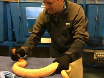 Brian Lohse from the University of Copenhagen, Denmark, handles a venomous snake. Lohse leads the research team that recently completed an artificial library of antibodies. These could one day lead to new antidotes to treat snake bites. (Photo: Private photo) Brian Lohse from the University of Copenhagen, Denmark, handles a venomous snake. Lohse leads the research team that recently completed an artificial library of antibodies. These could one day lead to new antidotes to treat snake bites. (Photo: Private photo)