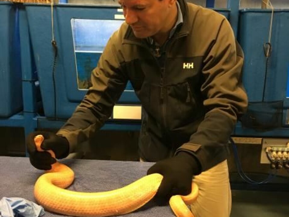 Brian Lohse from the University of Copenhagen, Denmark, handles a venomous snake. Lohse leads the research team that recently completed an artificial library of antibodies. These could one day lead to new antidotes to treat snake bites. (Photo: Private photo)