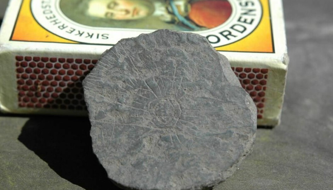 A Stone Age sunstone found on the Danish island of Bornholm in the Baltic Sea. (Photo: arkspedition2014vv)