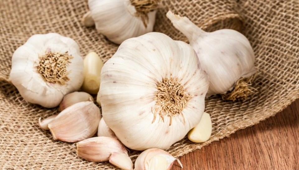 Professor Michael Givskov and a Copenhagen University research team have studied the effect of garlic on bacteria since 2005. Their research is now about to result in a new medication. (Photo: spicyPXL / Shutterstock / NTB scanpix)