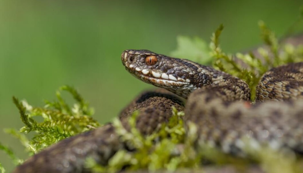 You might have heard that it is a good idea to cut open the bite wound or to try and suck out the venom. But these methods have no effect, according to a 2002 study in the New England Journal of Medicine. (Photo: Shutterstock) You might have heard that it is a good idea to cut open the bite wound or to try and suck out the venom. But these methods have no effect, according to a 2002 study in the New England Journal of Medicine. (Photo: Shutterstock)