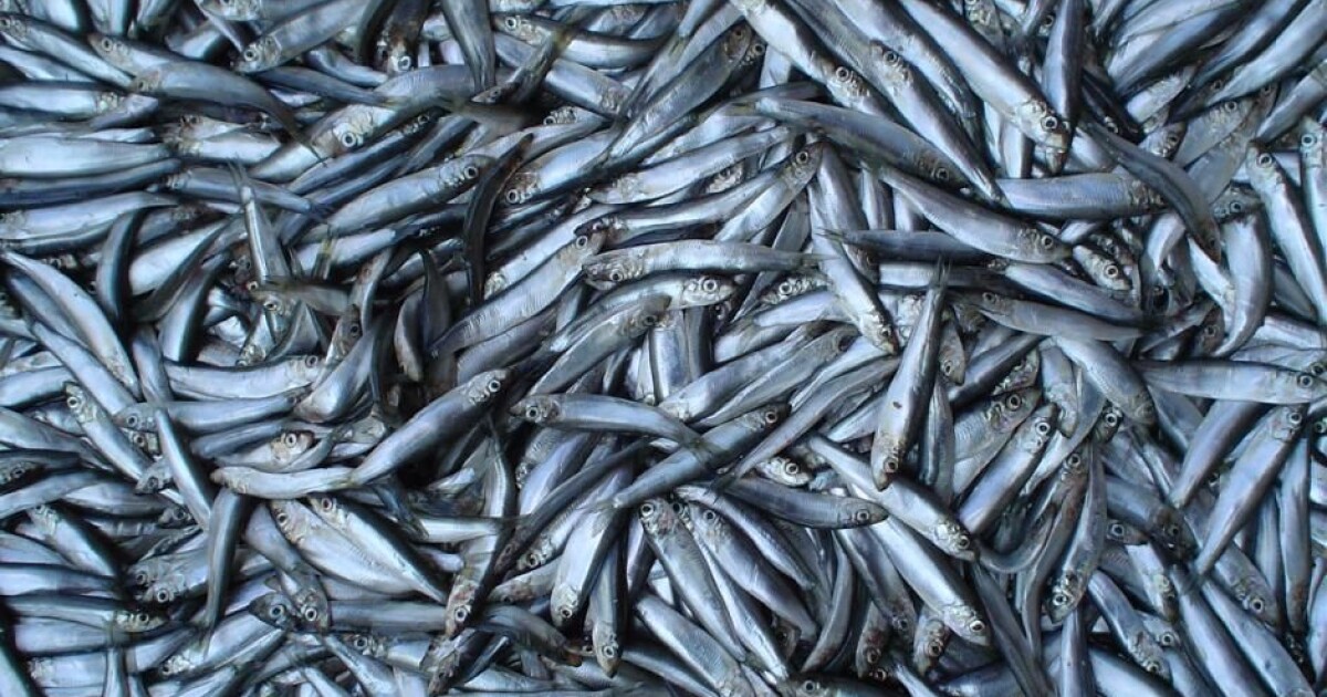 Downturn in crucial North Sea fish species Downturn in crucial North Sea fish species