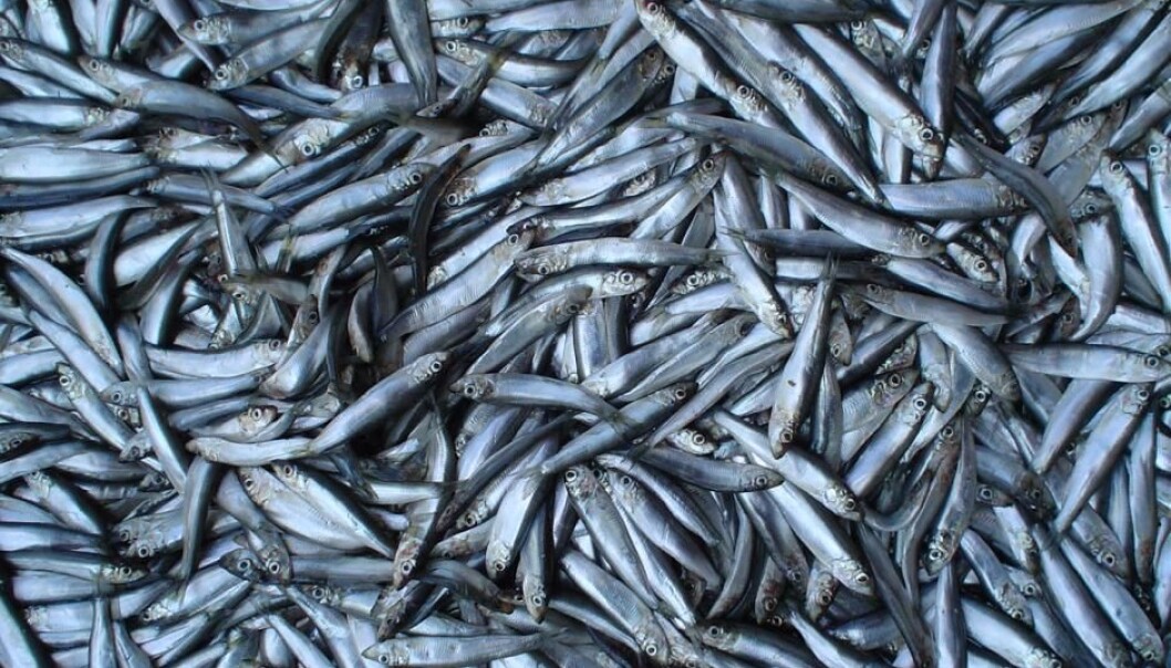 Fish such as sprat have been on a downturn since the mid-1990s, shows new study. (Photo: Wikipedia) Fish such as sprat have been on a downturn since the mid-1990s, shows new study. (Photo: Wikipedia)
