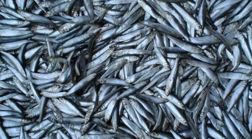 Downturn in crucial North Sea fish species