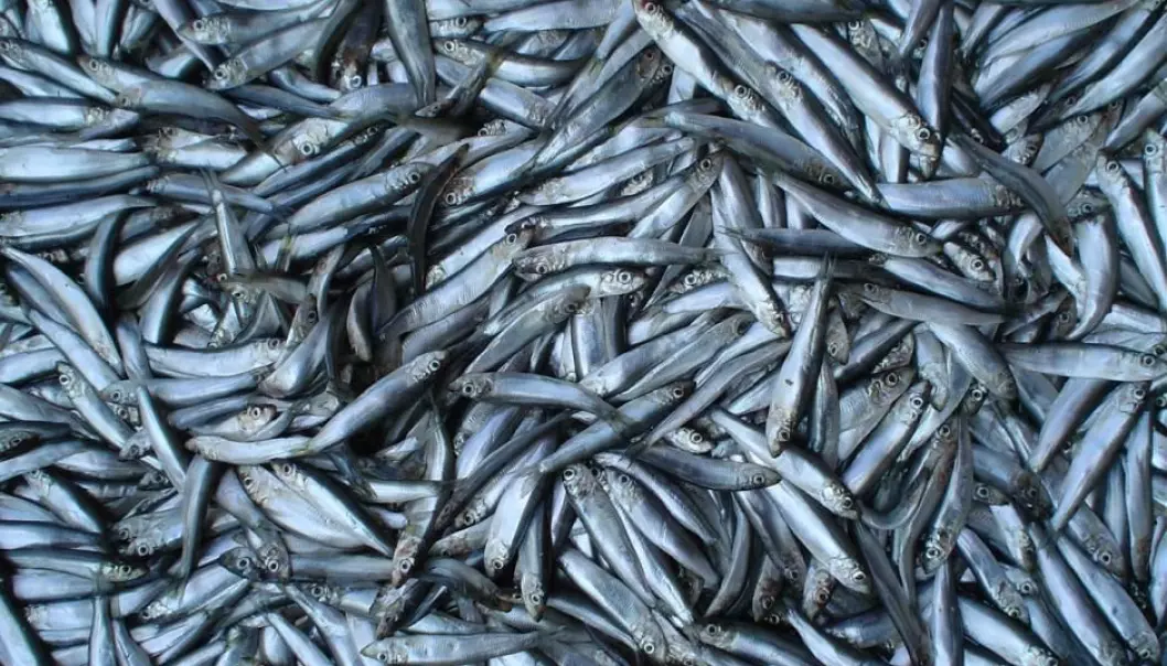 Fish such as sprat have been on a downturn since the mid-1990s, shows new study. (Photo: Wikipedia)