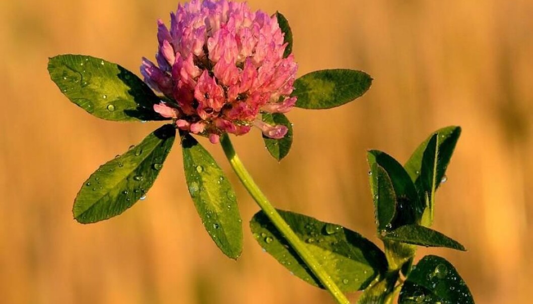 The little herb could be the key to preventing osteoporosis in women. (Photo: Ivar Leidus) The little herb could be the key to preventing osteoporosis in women. (Photo: Ivar Leidus)