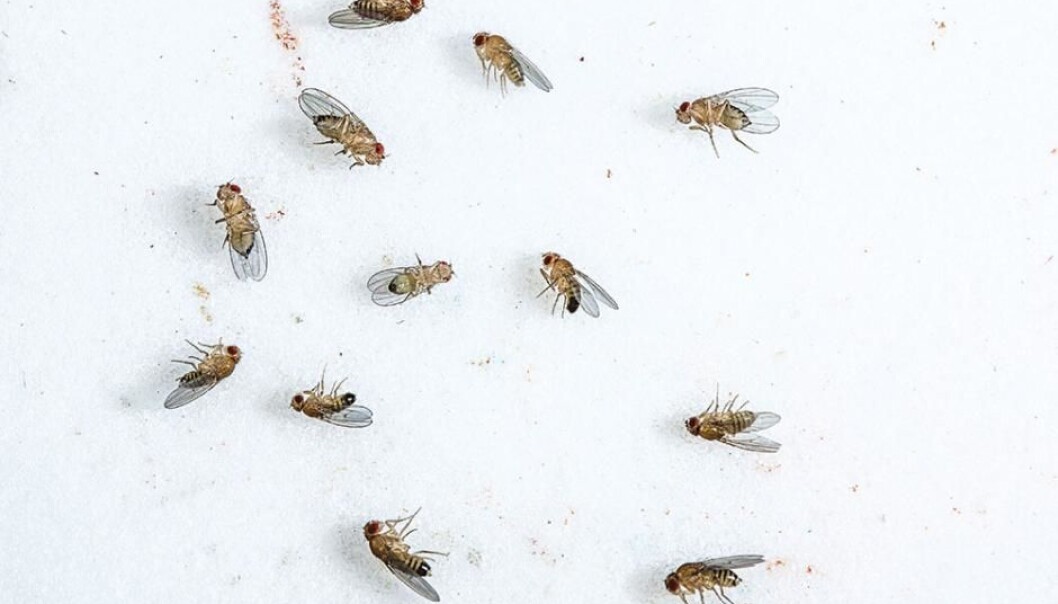 Fruit flies are the insect of choice for geneticists due to their short life cycle. They’re also small enough to fit thousands of them in the laboratory at any one time. (Photo: Jesper Buch Rais) Fruit flies are the insect of choice for geneticists due to their short life cycle. They’re also small enough to fit thousands of them in the laboratory at any one time. (Photo: Jesper Buch Rais)