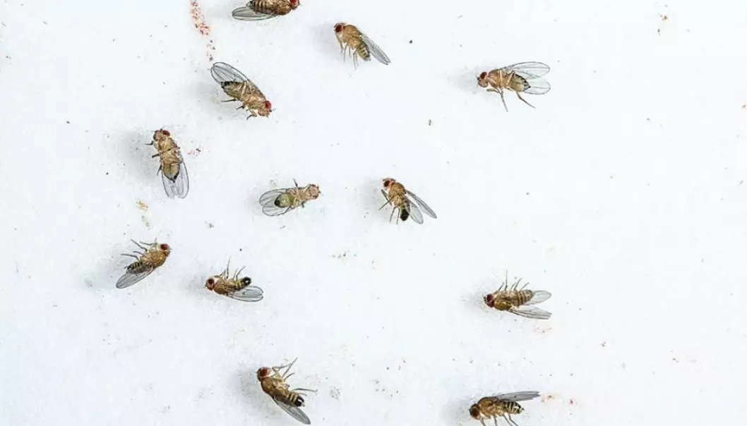 Fruit flies are the insect of choice for geneticists due to their short life cycle. They’re also small enough to fit thousands of them in the laboratory at any one time. (Photo: Jesper Buch Rais)