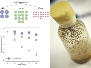 Fruit flies were maintained at certain population sizes (10, 50, and 500 individuals) for 20 generations. We RAD sequenced their DNA every fifth generation to monitor the changes in genetic diversity over time. (Illustraion: Authors own / Photo: Lars Aarø) Fruit flies were maintained at certain population sizes (10, 50, and 500 individuals) for 20 generations. We RAD sequenced their DNA every fifth generation to monitor the changes in genetic diversity over time. (Illustraion: Authors own / Photo: Lars Aarø)