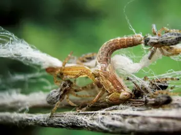 Social spiders collaborate to catch larger prey. (Photo: Virginia Settepani)