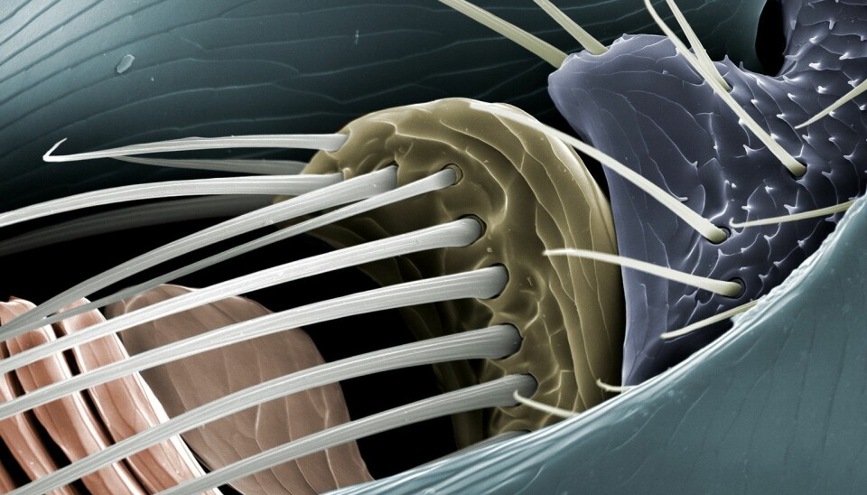 Micro-category: Erotic Art by Jannicke Wiik-Nielsen from the Norwegian Veterinary Institute, depicts the feelers of a flea found on a dog.