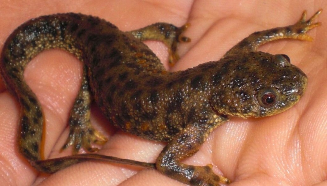 The sharp-ribbed salamander or newt can not only regenerate lost body parts but can also puncture its own skin with its ribs as a defence mechanism, at no harm to itself. (Photo: Alberto Joven Araus) The sharp-ribbed salamander or newt can not only regenerate lost body parts but can also puncture its own skin with its ribs as a defence mechanism, at no harm to itself. (Photo: Alberto Joven Araus)
