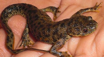 How does a newt make a new tail?