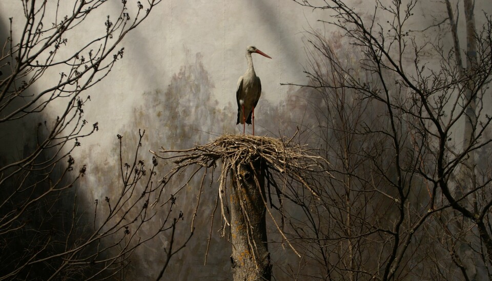 Amateur Prize: Only the Lonely Stork by amateur photographer Carsten Wraae, shows a stork at the Biological Museum in Stockholm.