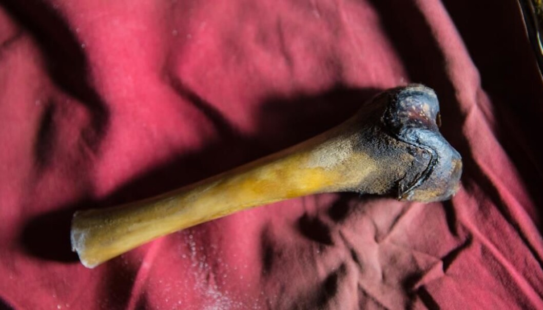 A human-like thigh bone, discovered in a cave in Tibet. Analysis of the bone shows that it is in fact a Tibetan bear. (Photo: Icon Films Ltd.) A human-like thigh bone, discovered in a cave in Tibet. Analysis of the bone shows that it is in fact a Tibetan bear. (Photo: Icon Films Ltd.)