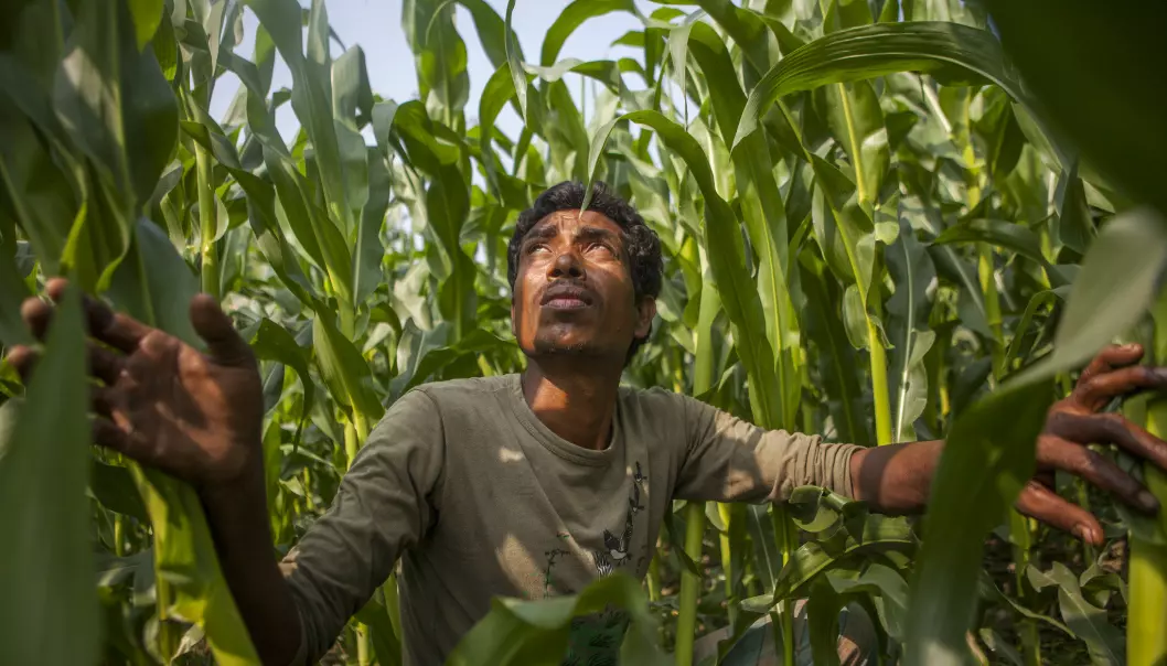 The developing world can leapfrog the West to food security, but it will take a digital revolution. (Photo: CISSA-MI_Barisal / Climate Change, Agriculture and Food Security)