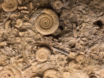 A fossil explosion. (Photo: Shutterstock) A fossil explosion. (Photo: Shutterstock)