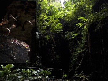 The oilbird was named by Alexander von Humboldt during an expedition to Venezuela in 1817. (Photo: Signe Brinkløv) The oilbird was named by Alexander von Humboldt during an expedition to Venezuela in 1817. (Photo: Signe Brinkløv)