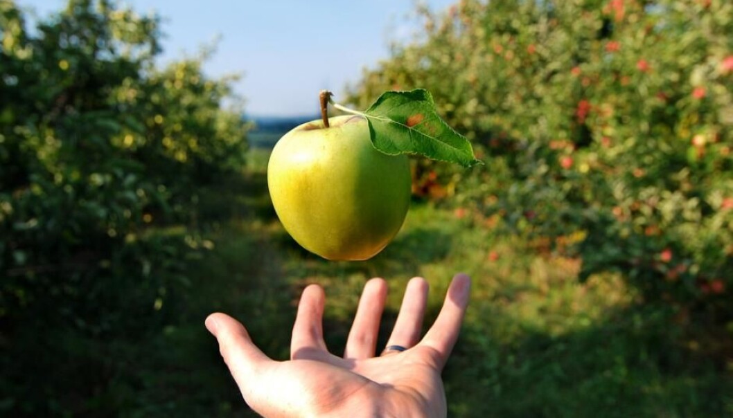 If Newton’s ideas about gravity had not won over other scientists’ competing explanations, then perhaps we would have a different idea of why an apple falls to the ground. (Photo: Shutterstock) If Newton’s ideas about gravity had not won over other scientists’ competing explanations, then perhaps we would have a different idea of why an apple falls to the ground. (Photo: Shutterstock)