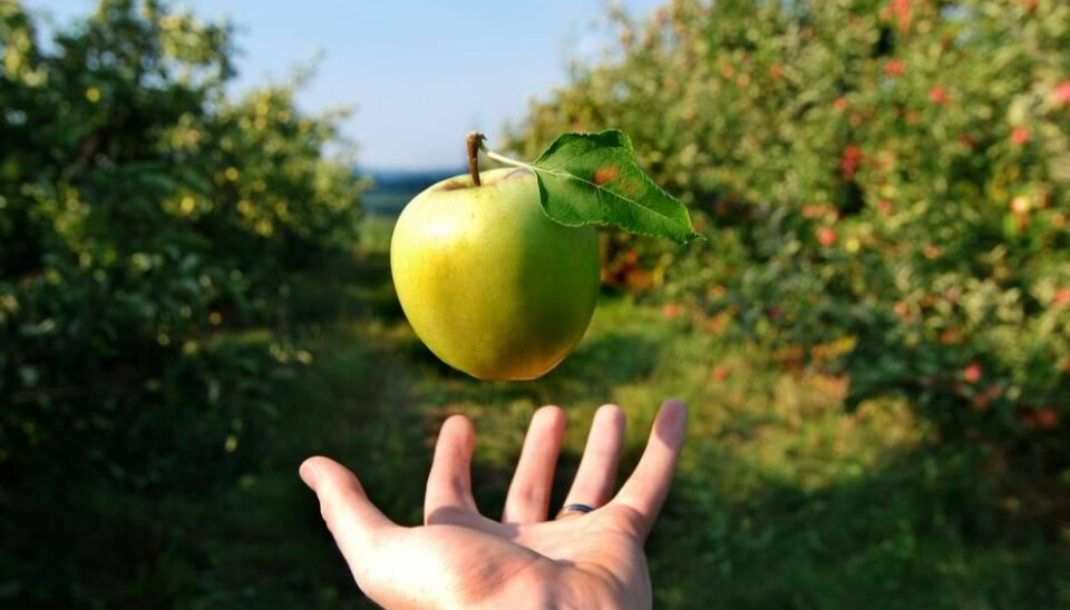 If Newton’s ideas about gravity had not won over other scientists’ competing explanations, then perhaps we would have a different idea of why an apple falls to the ground. (Photo: Shutterstock)