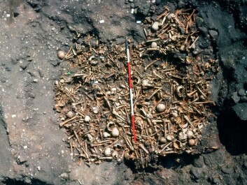 Radiocarbon dating was a new method when the Repton grave remains were first dated in the 1980s. Scientists then were not aware that diets could affect the results. (Photo: Martin Biddle) Radiocarbon dating was a new method when the Repton grave remains were first dated in the 1980s. Scientists then were not aware that diets could affect the results. (Photo: Martin Biddle)