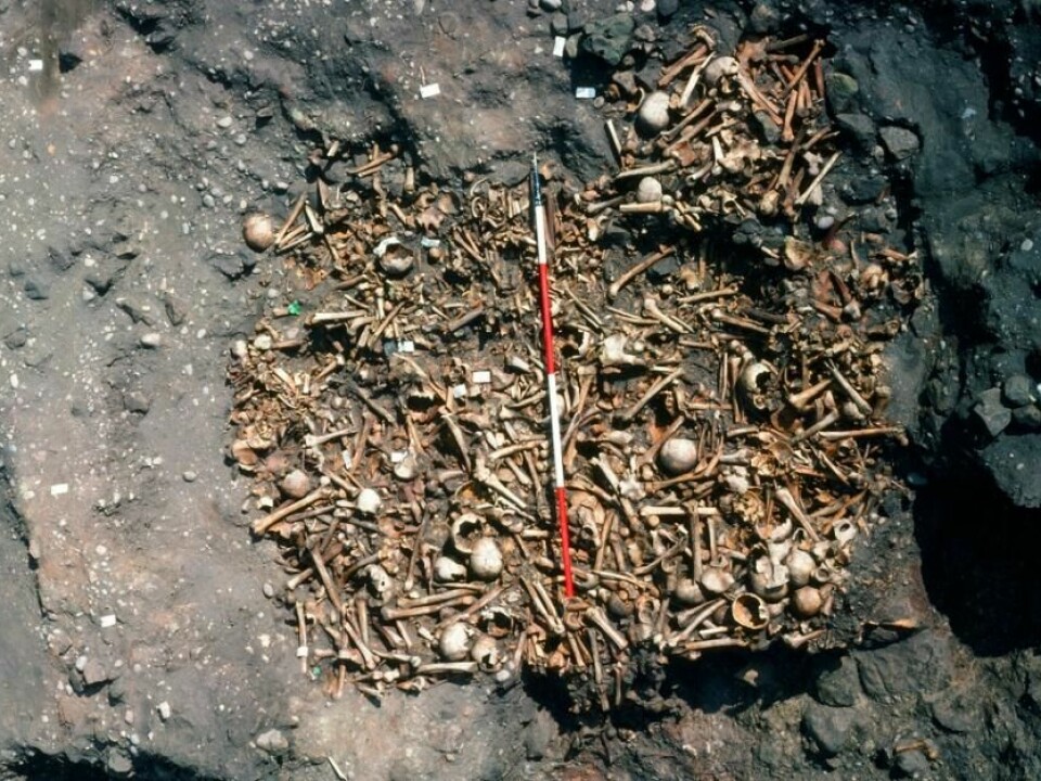 Radiocarbon dating was a new method when the Repton grave remains were first dated in the 1980s. Scientists then were not aware that diets could affect the results. (Photo: Martin Biddle)