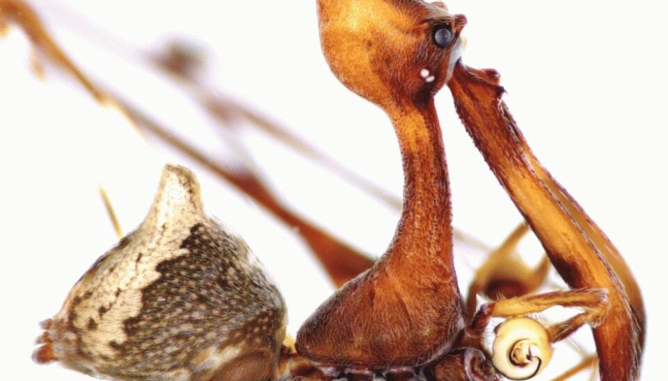 A Pelican spider seen side-on. The head is separated from the body by an abnormally long neck. Two “jaws” (mouthparts) protrude from the head with poisonous fangs, resembling a pelican beak. At just one centimetre, E. Workmani is the largest known pelican spider. (Photo: Hannah Wood / National Museum of Natural History, Smithsonian Institute)