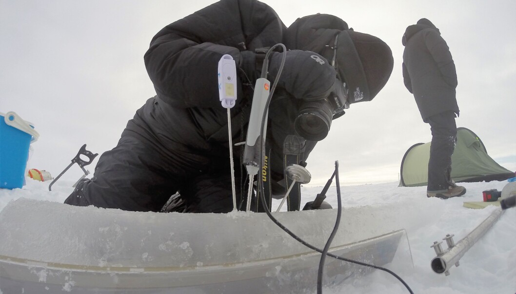 Biologist Stine Højlund Pedersen measures the temperature in ice cores. (Photo: Kasper Hancke) Biologist Stine Højlund Pedersen measures the temperature in ice cores. (Photo: Kasper Hancke)