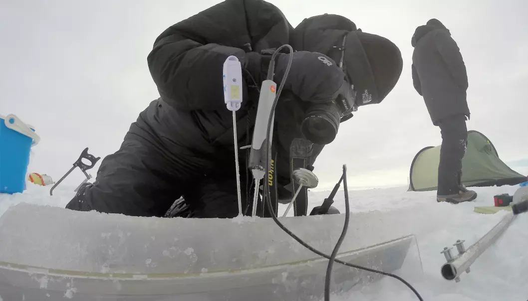 Biologist Stine Højlund Pedersen measures the temperature in ice cores. (Photo: Kasper Hancke)