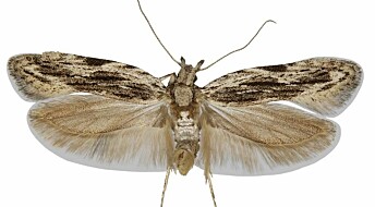 Rare discovery: New moth species discovered in Denmark