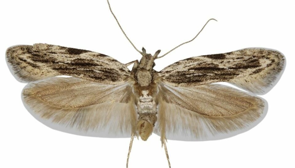 For the first time since 2010, scientists have described a previously unknown species of moth in Denmark. Scientists have named it, Anarsia innoxiella. (Photo: Keld Gregersen)
