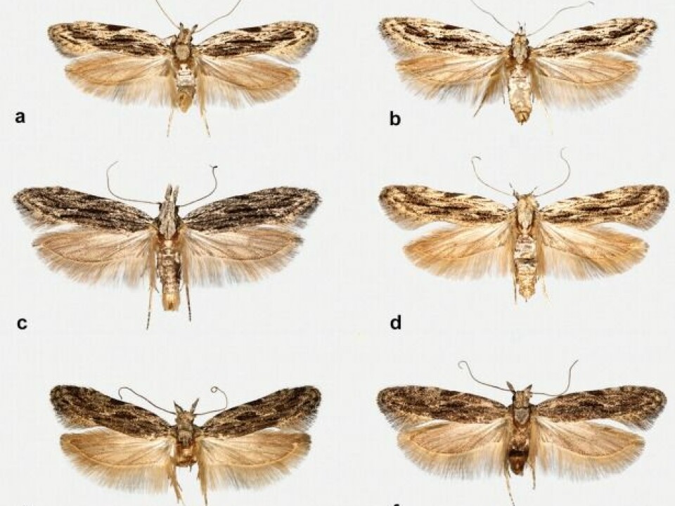 Can you spot the difference? A, B, C, and D, are all examples of the new species, Anarsia innoxiella. The peach twig borer moth is shown in E and F. The top two were found in Denmark, all others are from Germany. (Photo: Gregersen and Karsholt, 2017).