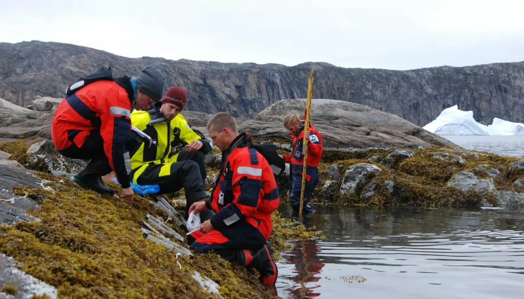 Blue mussels have an important role in coastal ecosystems and are a key indicator for climate change, which is why scientists are studying where and how they survive along the Greenland coast today. From the left: Susse Wegeberg and Jakob Thyrring from the Arctic Research Centre, Denmark, Martin E. Blicher from the Greenland Institute of Natural Resources, and Jozef Wiktor Jr. from the Polish Academy of Sciences. (Photo: Kristine Engel Arendt)