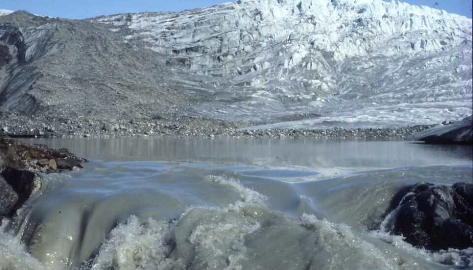 The grey mud of Greenland—glacier flour--contains quarts, feldspar, and mica. The minerals are crushed to a powder, so fine that it has an incredibly large surface area. This reacts with water, roots, and micro-organisms in the soil. (Photo: Minik Thorleif Rosing)