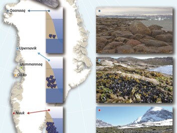 The abundance of blue mussels in the intertidal zone declines in West Greenland as the climate changes from mild subarctic (south) to a cold Arctic (north). The pictures show the habitats in which mussels can survive: In the south mussels are found in open areas, but in the north, they can only survive in gaps between rocks. (Credit: Jakob Thyrring and Mikael K. Sejr) The abundance of blue mussels in the intertidal zone declines in West Greenland as the climate changes from mild subarctic (south) to a cold Arctic (north). The pictures show the habitats in which mussels can survive: In the south mussels are found in open areas, but in the north, they can only survive in gaps between rocks. (Credit: Jakob Thyrring and Mikael K. Sejr)