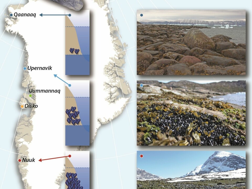 The abundance of blue mussels in the intertidal zone declines in West Greenland as the climate changes from mild subarctic (south) to a cold Arctic (north). The pictures show the habitats in which mussels can survive: In the south mussels are found in open areas, but in the north, they can only survive in gaps between rocks. (Credit: Jakob Thyrring and Mikael K. Sejr)