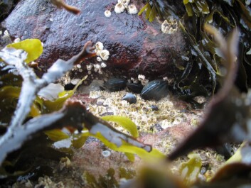 Today, blue mussels in northern Greenland live in between rocks, which provide shelter during the cold winters. But as the Arctic warms, we expect that mussels will be able to live in a wider area of the intertidal zone, just as they do in southern Greenand today. (Photo: Mikael K. Sejr) Today, blue mussels in northern Greenland live in between rocks, which provide shelter during the cold winters. But as the Arctic warms, we expect that mussels will be able to live in a wider area of the intertidal zone, just as they do in southern Greenand today. (Photo: Mikael K. Sejr)