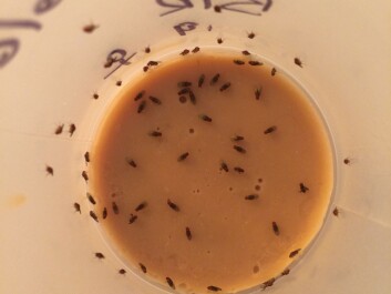 This is just one example of the different banana fly species we used, shown here in their laboratory environment. They have easy access to food and water and a good chance of running into a mate. (Photo: Heidi MacLean) This is just one example of the different banana fly species we used, shown here in their laboratory environment. They have easy access to food and water and a good chance of running into a mate. (Photo: Heidi MacLean)