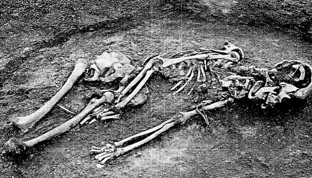 A woman buried with a sheep is typical of the graves throughout the Roman Iron Age (in the Nordic countries). Other animal species (including sheep) are found in younger periods and demonstrate Roman influence. (Photo: Kroppedal Museum) A woman buried with a sheep is typical of the graves throughout the Roman Iron Age (in the Nordic countries). Other animal species (including sheep) are found in younger periods and demonstrate Roman influence. (Photo: Kroppedal Museum)
