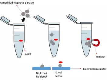 The sensor uses DNA-modified magnetic particles added to a water sample. These bind to the E. coli and are isolated by another larger magnet. The particles are then analysed for E. coli using a device controlled by a smartphone. (Illustration: author provided)