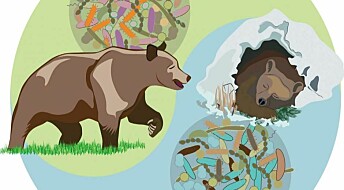 Gut bacteria keeps bears healthily obese